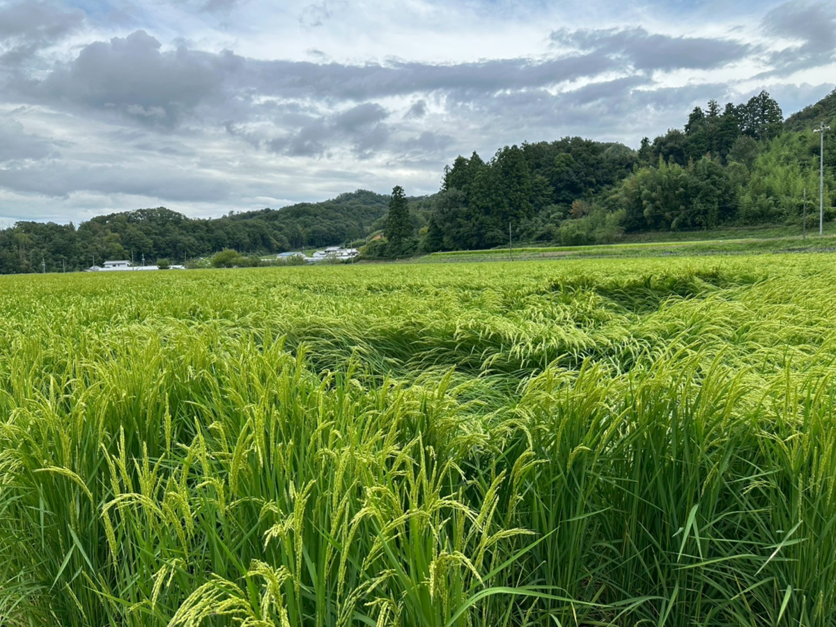 酒米の稲