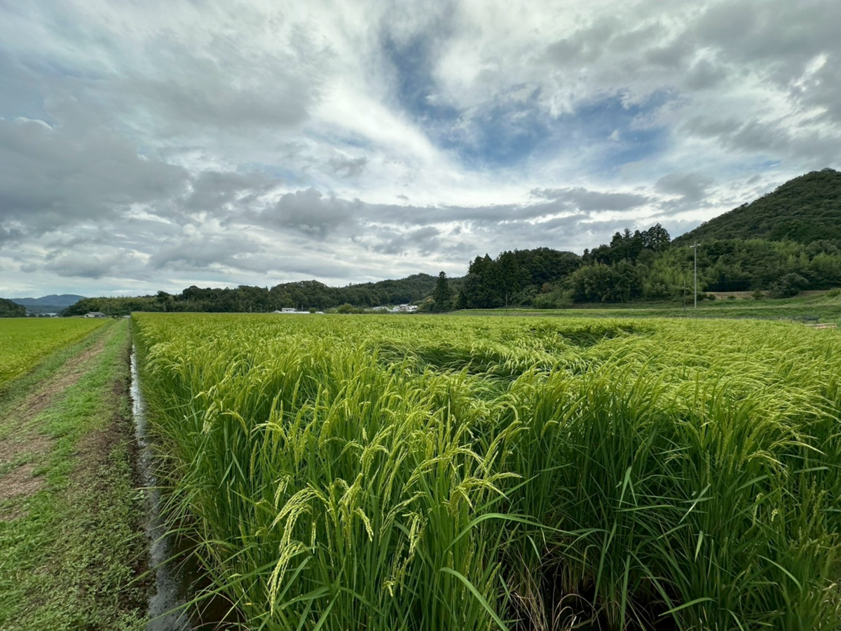 酒米の稲