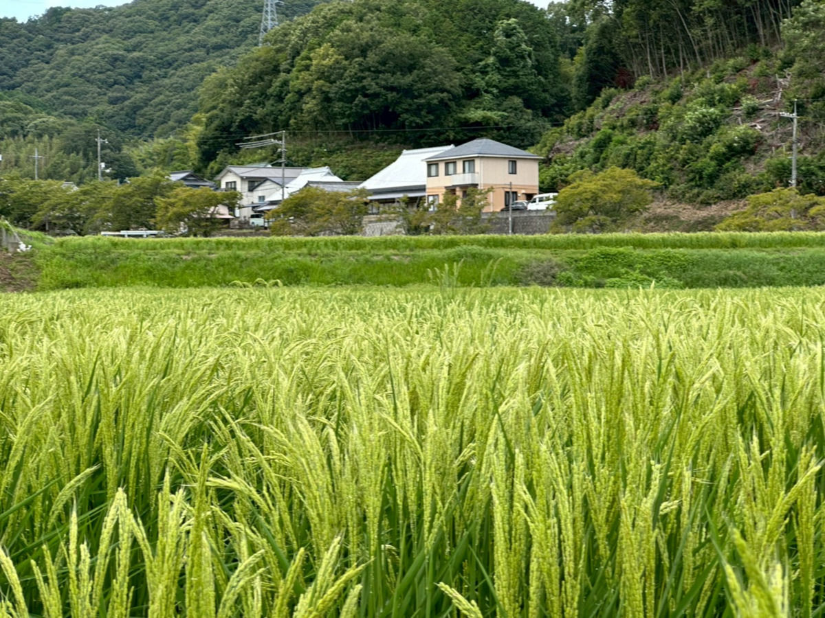 酒米の田んぼ　奥に家屋が見える