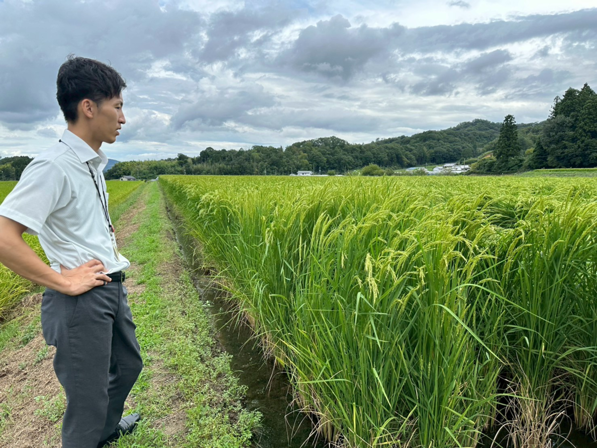 田んぼの傍らに立つ男性