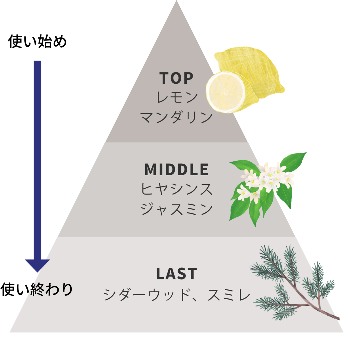 穏やかな森林を連想させるシトラスフローラルウッディ調の香り