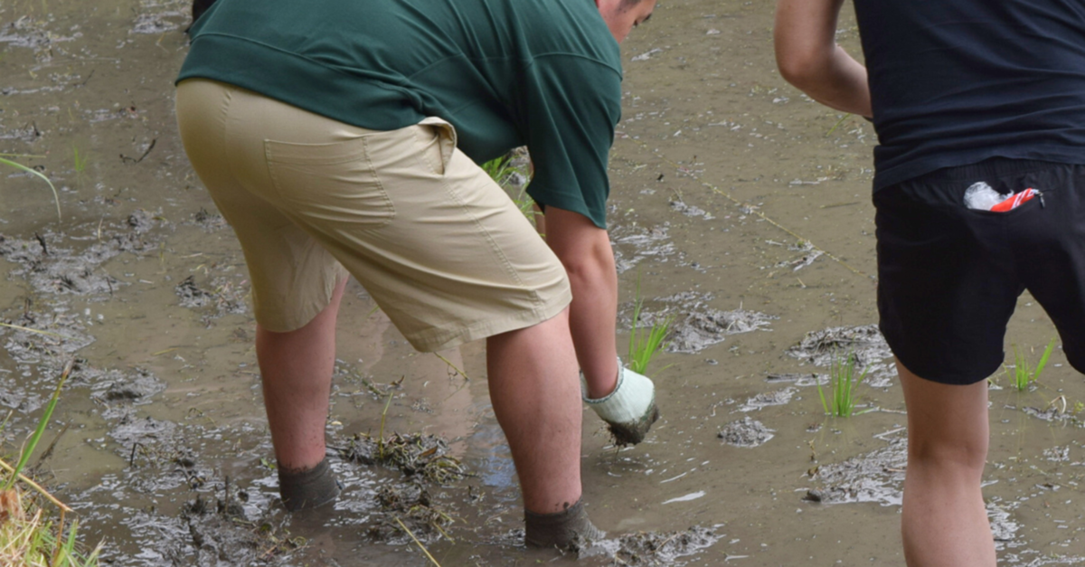 田植えをしている様子