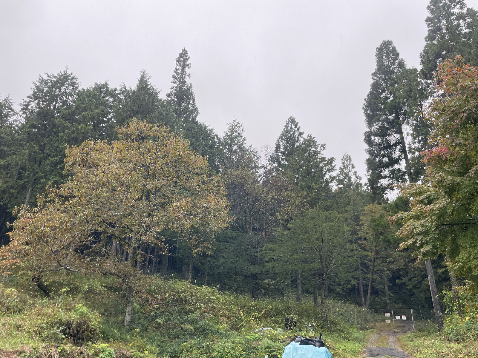 杉の木が生えた山