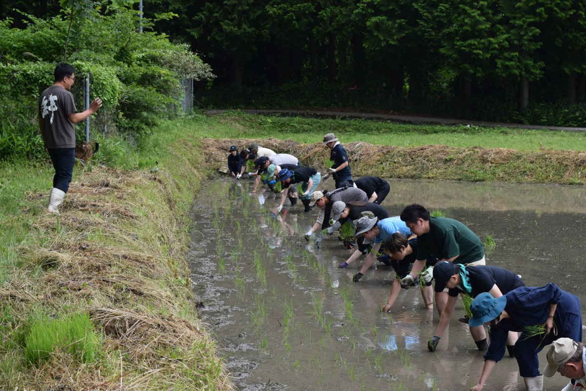 田植えの様子