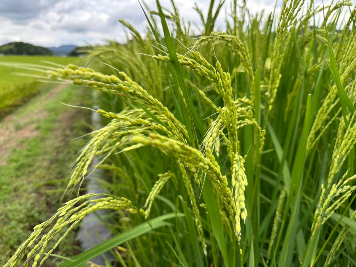 酒米の稲穂