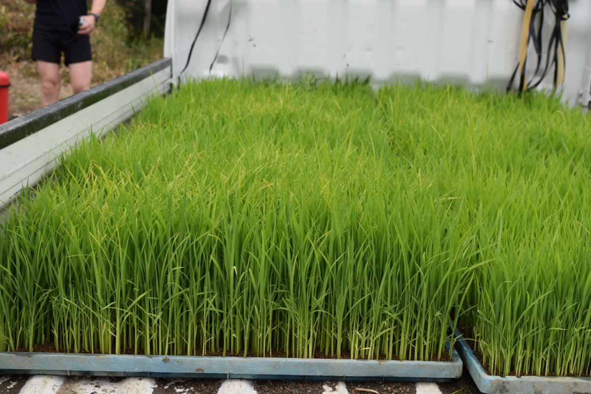 秋津穂の苗