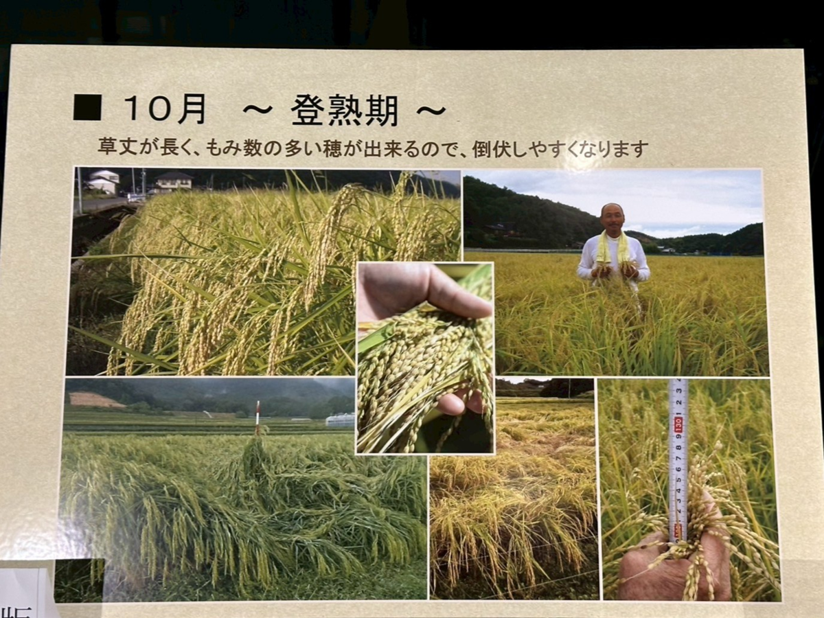 登熟期