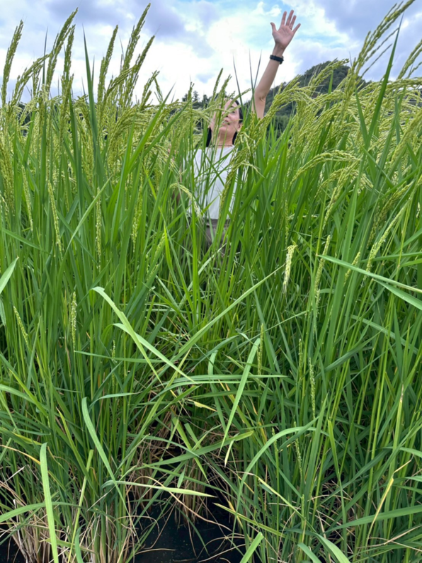 田んぼの中にいる女性