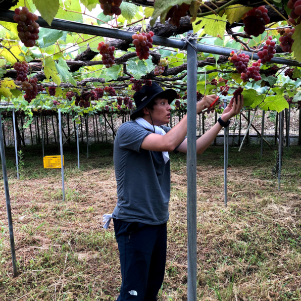葡萄の収穫をする男性
