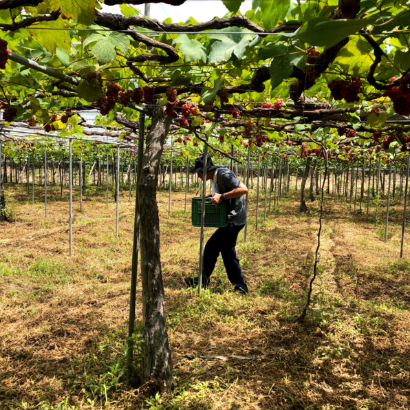 葡萄の収穫をする男性